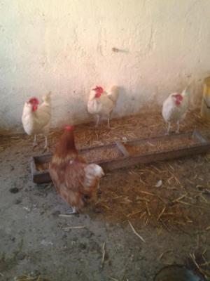 Beim Schuster Bed and Breakfast Pappenheim Εξωτερικό φωτογραφία